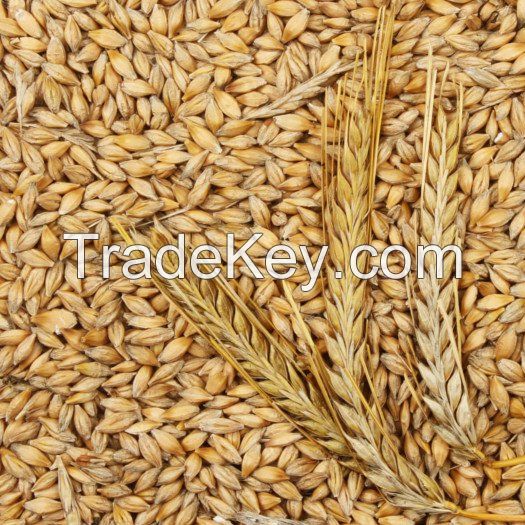 100% High Quality Feed barley For Animal