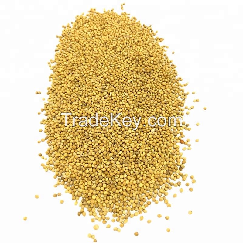 Premium Quality Dried Millet ,Hulled Red Millet,Yellow White Millet