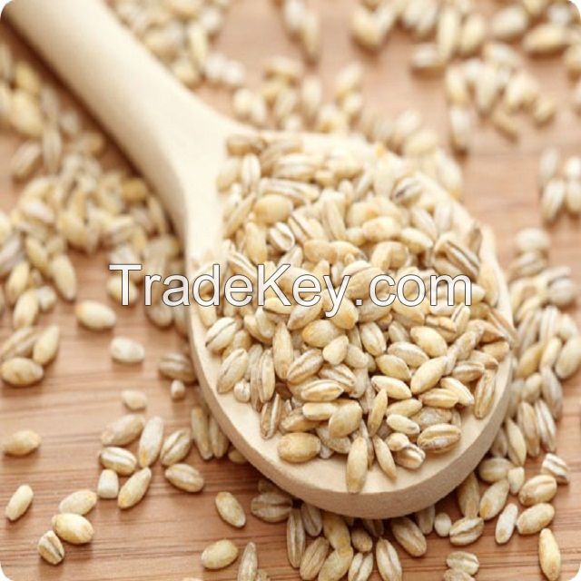 Malt Barley