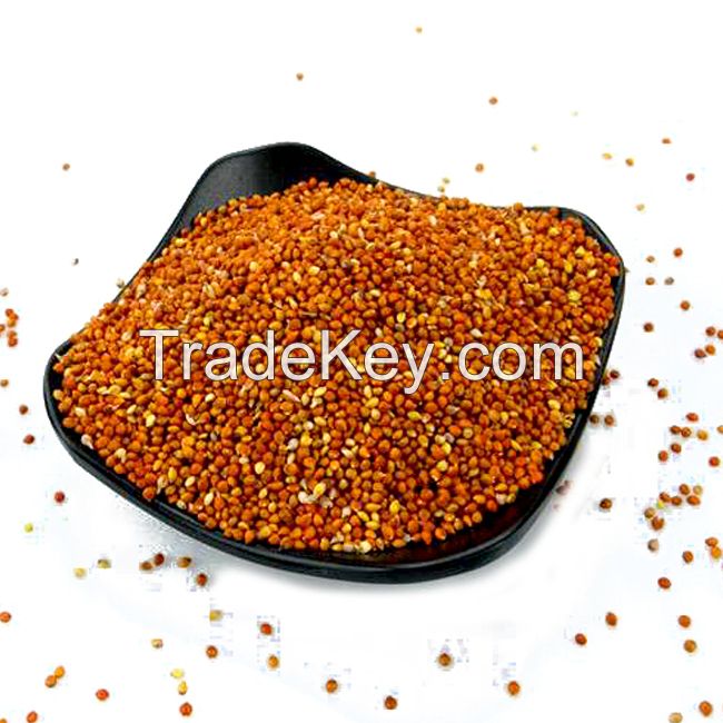 Premium Quality Millet For Human And Animal Consumption