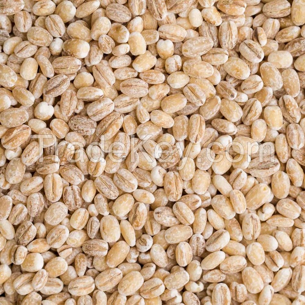 High Quality Fresh Organic Malted Barley