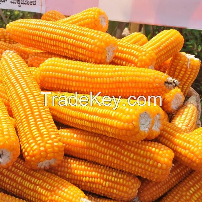 QUALITY YELLOW CORN