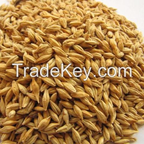 High Quality Fresh Organic Malted Barley