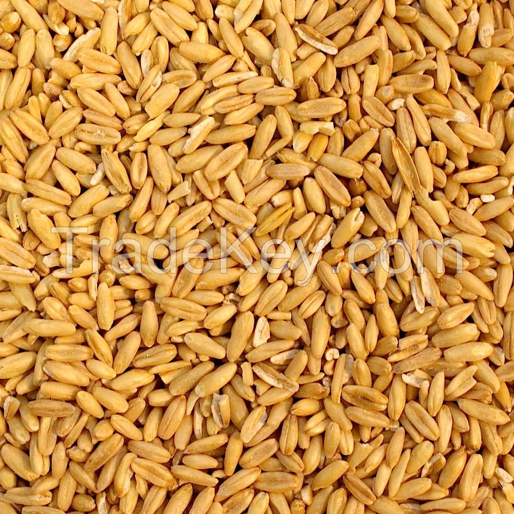 Premium Quality Rolled Oats ,Oats Flakes, Oats Flour Hulled Oats