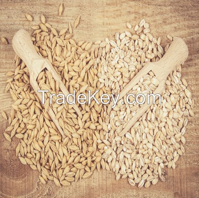 Malt Barley