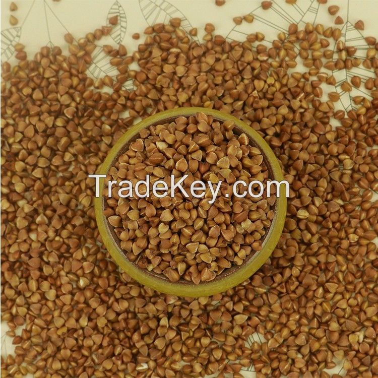 High quality raw buckwheat/roasted buckwheat at factory price