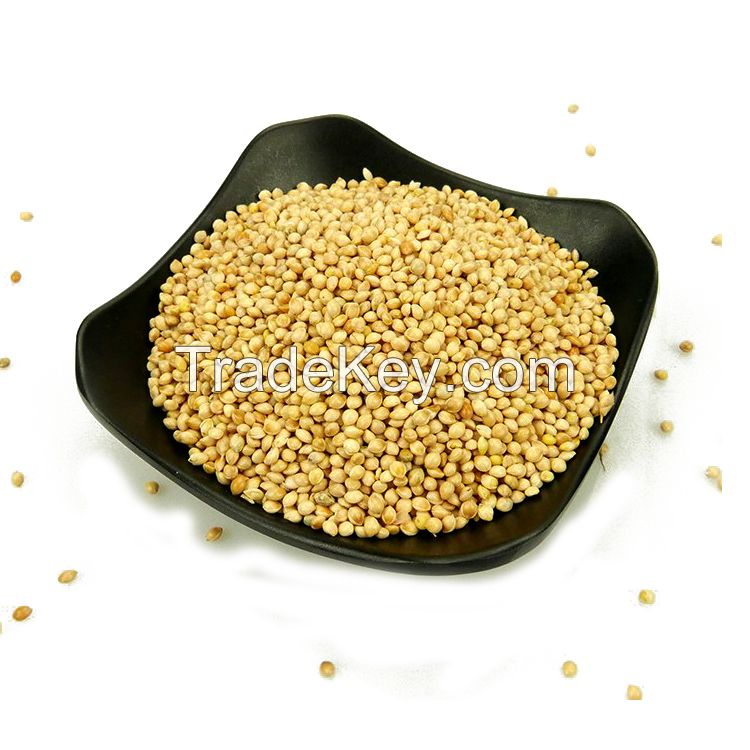 Top Quality Green millet/ Yellow millet/Red millet For Sale