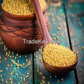 Top Quality Green millet/ Yellow millet/Red millet For Sale
