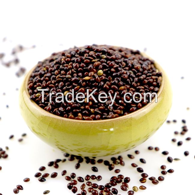 Premium Quality Millet For Human And Animal Consumption