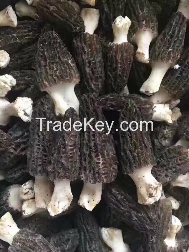 Fresh Morel Mushroom Price of Black Morel/Morchella in Lower Price