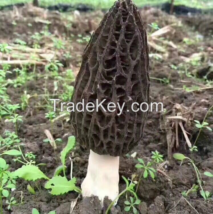 Fresh Morel Mushroom Price of Black Morel/Morchella in Lower Price
