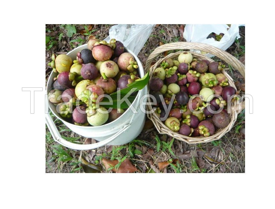 High Quality Thai Fresh Fruit Mangosteen