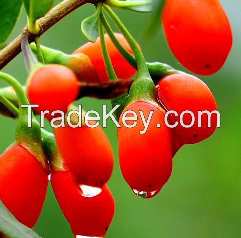 Competitive goji berry price fresh dried fresh goji berries in bulk for sale