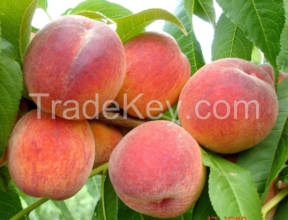 Organic Farm Fresh Peaches.