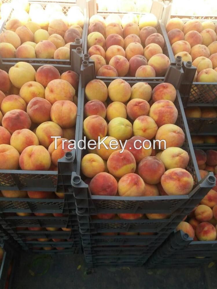 Organic Farm Fresh Peaches.