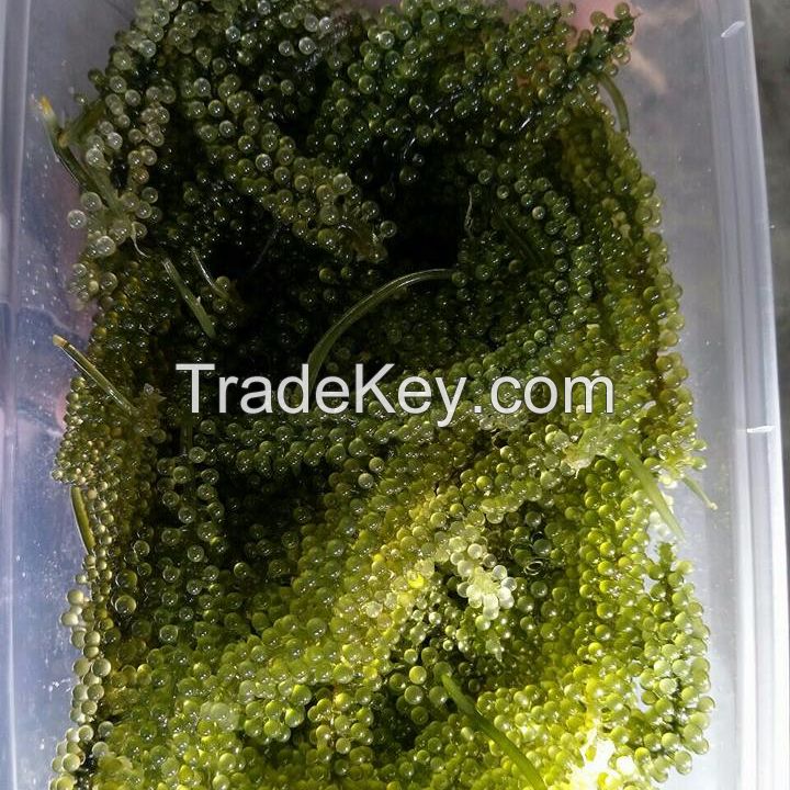 Frozen Seaweed/ Sea Grape