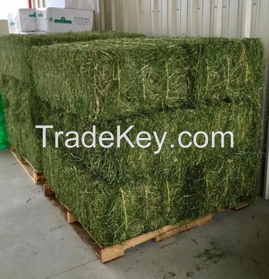 high quality alfalfa hay 