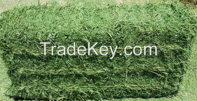 Alfalfa Hay Animal Feed