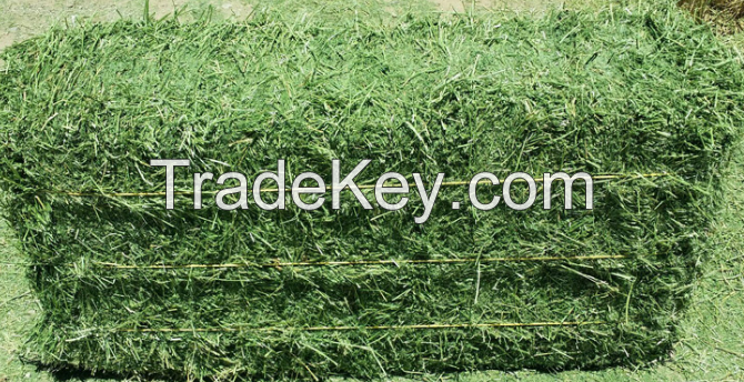 Alfalfa Hay Variety and Horse Use high quality alfalfa hay for sale 