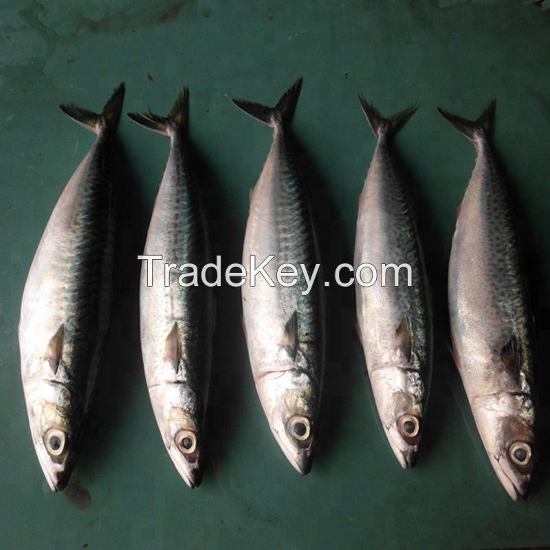 Best quality fresh frozen mackerel from thailand