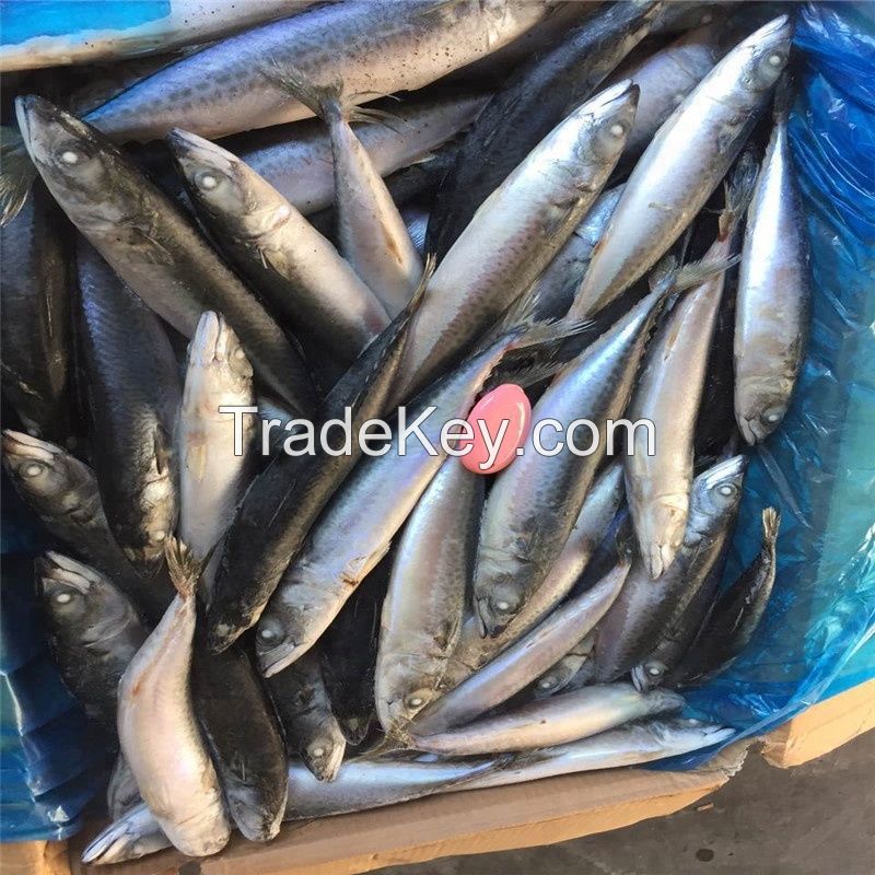 Best quality fresh frozen mackerel from thailand