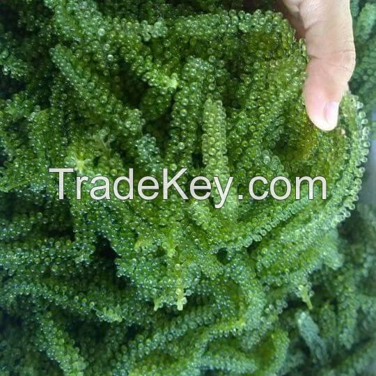 Frozen Seaweed/ Sea Grape