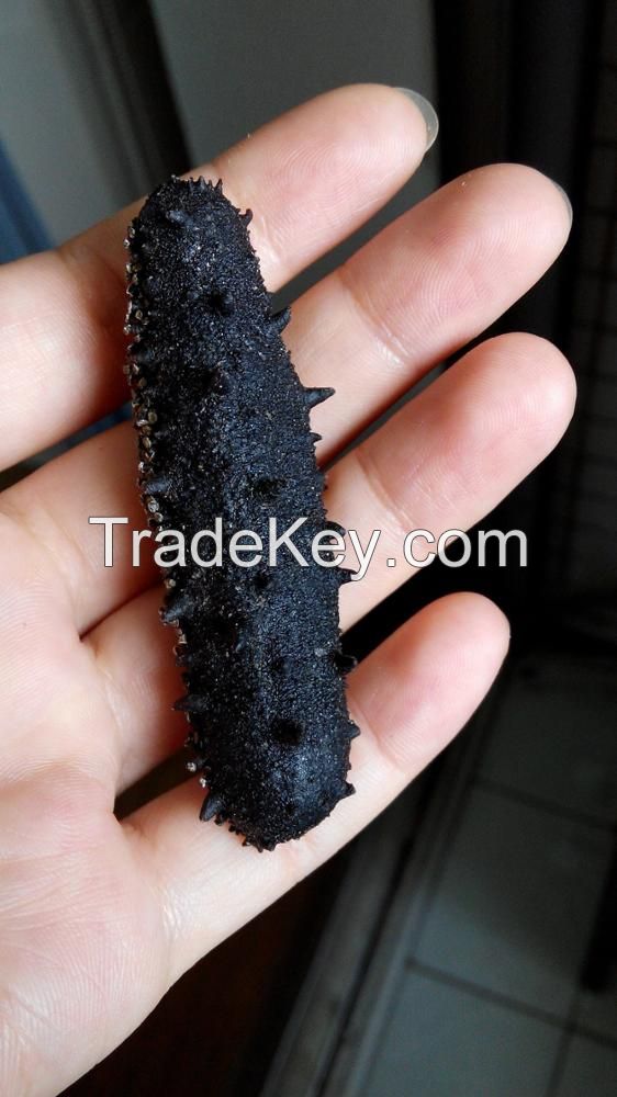 Natural Dried Prickly Sea Cucumber in Different Sizes From Thailand