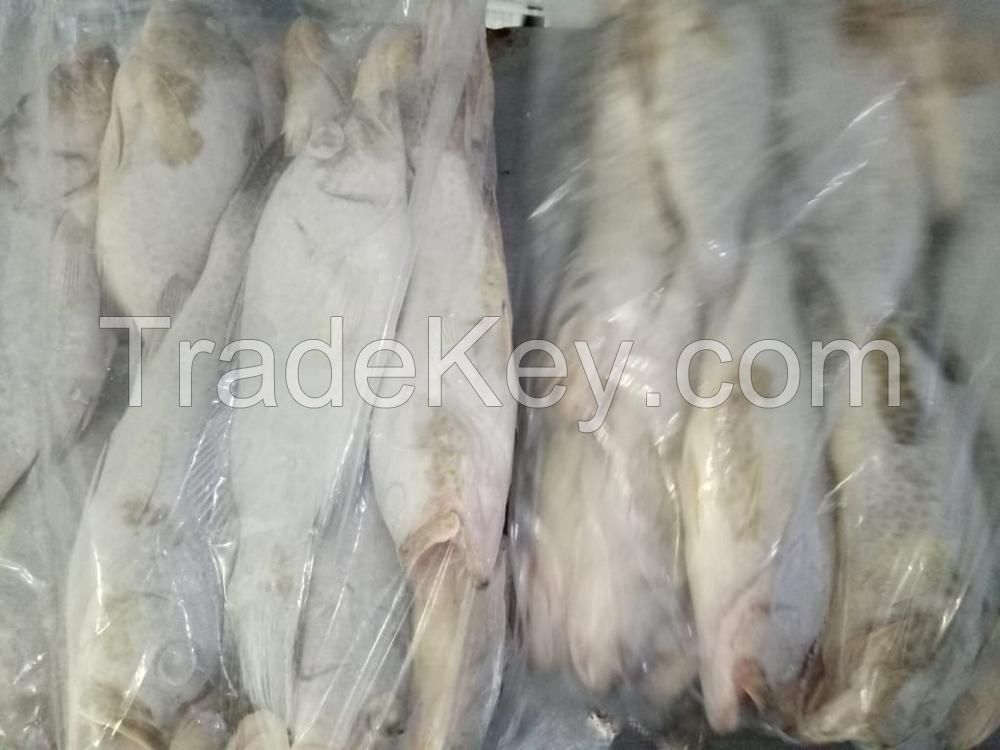 Frozen Grouper Fish Whole Round 