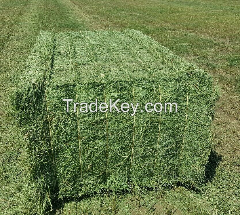 Alfalfa Hay Animal Feed 