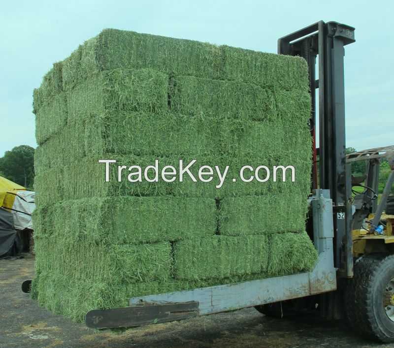 high quality alfalfa hay 