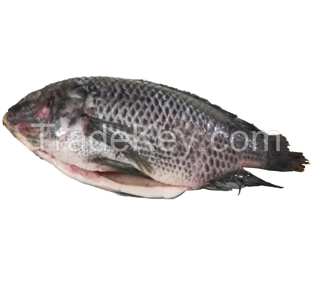 Seafood wholesale top quality fresh fish frozen whole tilapia