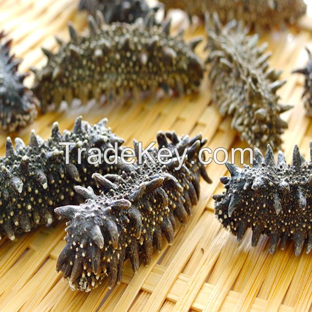 Natural Dried Prickly Sea Cucumber in Different Sizes From Thailand