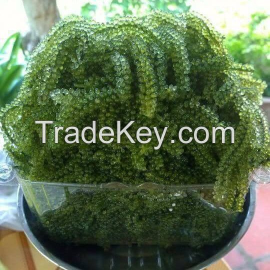 Wholesale Seaweed/ Sea Grape