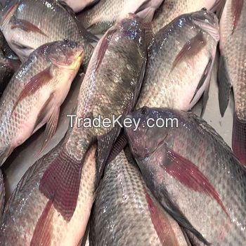 Seafood wholesale top quality fresh fish frozen whole tilapia