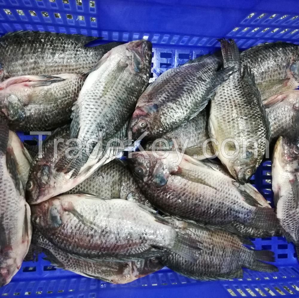 Seafood wholesale top quality fresh fish frozen whole tilapia