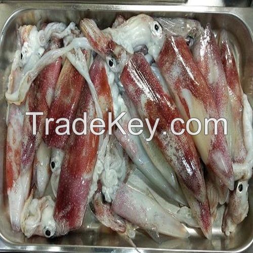 Frozen squid wild caught loligo squid whole round