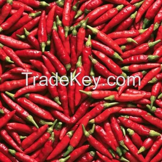 Fresh Red/Green Hot chili Pepper Spices and Herbs