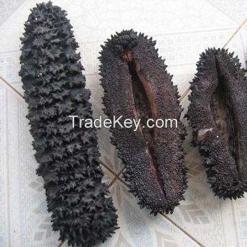 Natural Dried Prickly Sea Cucumber in Different Sizes From Thailand