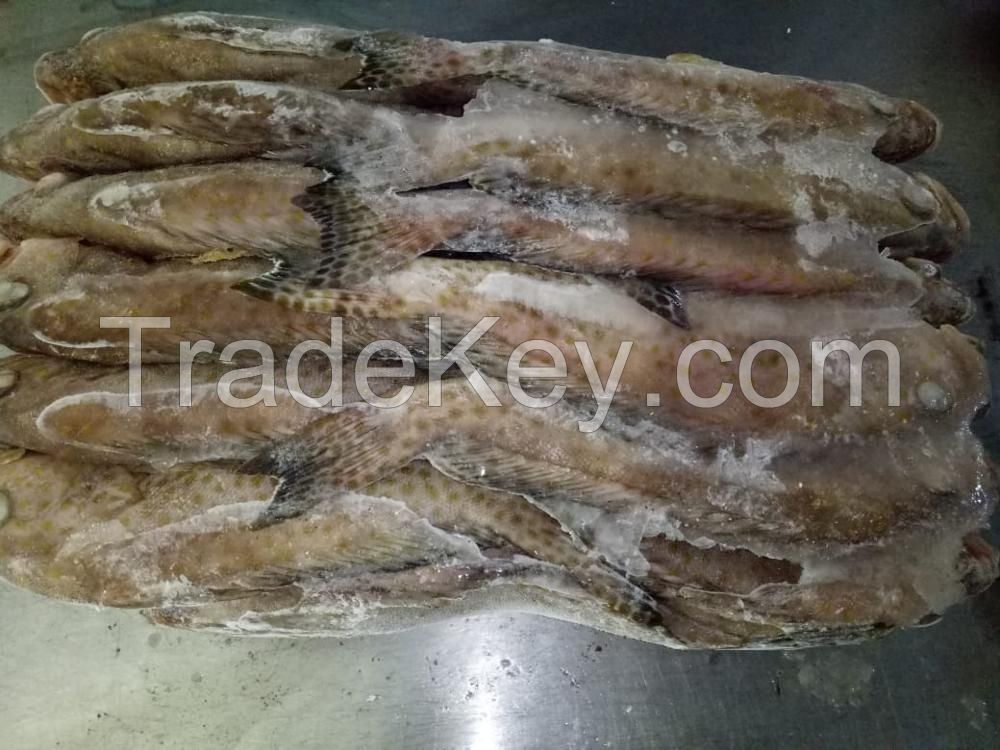 Frozen Grouper Fish Whole Round 