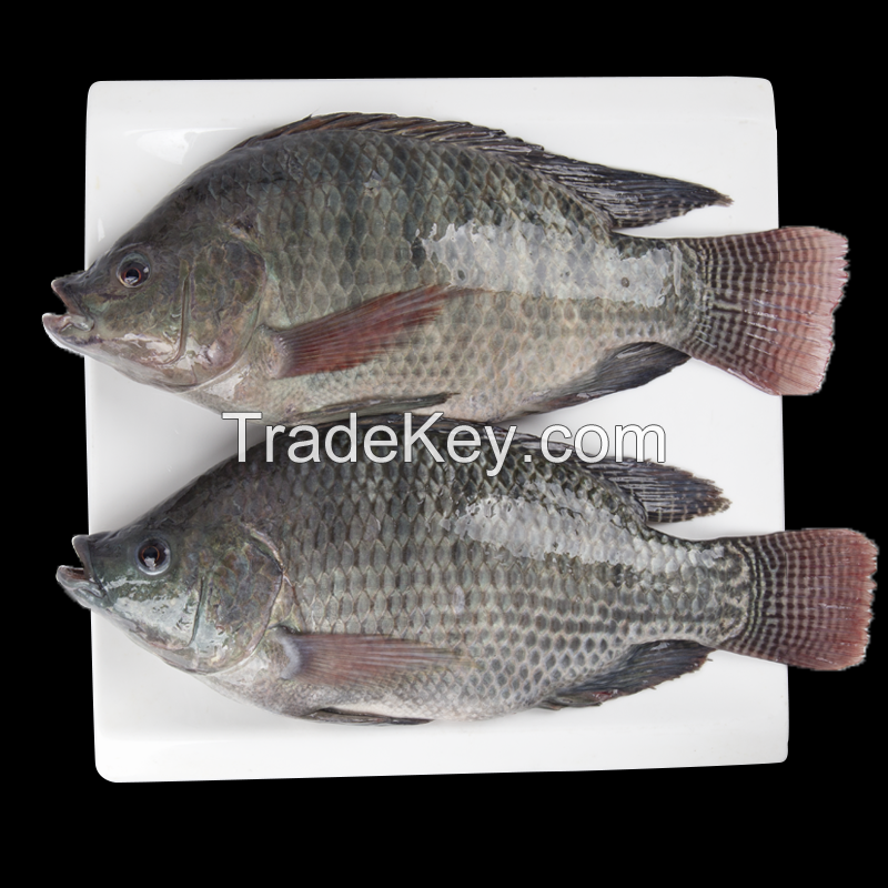 Seafood wholesale top quality fresh fish frozen whole tilapia