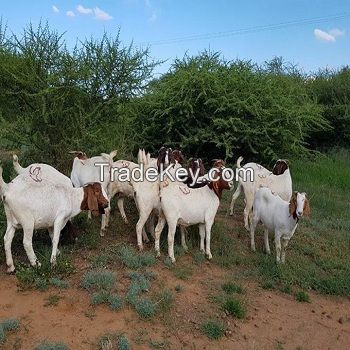 Livestock Boer Goats, Live Sheep & Live Goats, Dorpers, Kalahari Reds and Holstein Heifers for sale**
