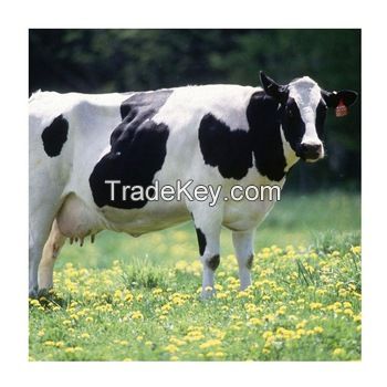 Healthy Live Holstein Heifers Cattle / Holstein Heifers Cow For Sale