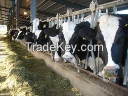 High Quality Live Dairy Cows and Pregnant Holstein Heifers Cows for Sale