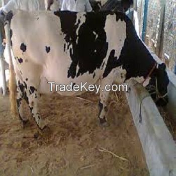 High Quality Live Dairy Cows and Pregnant Holstein Heifers Cows for Sale