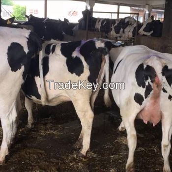 Holstein Friesian Cattle, Friesian Cows, Friesian Heifers 