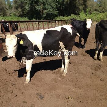 Pure Bloodlines Pregnant Holstein Heifers / Live Cows