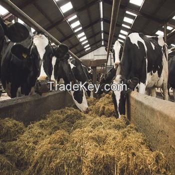 Holstein Heifers Cow.