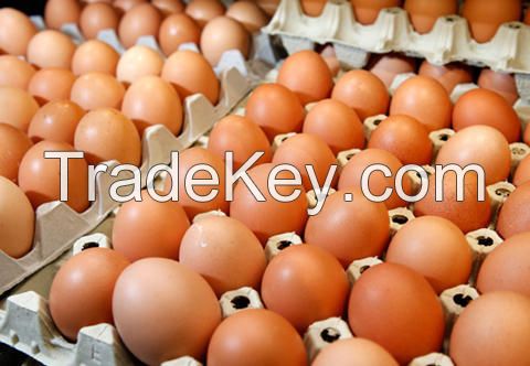 Fresh Chicken Table Eggs Brown and White Shell Chicken 