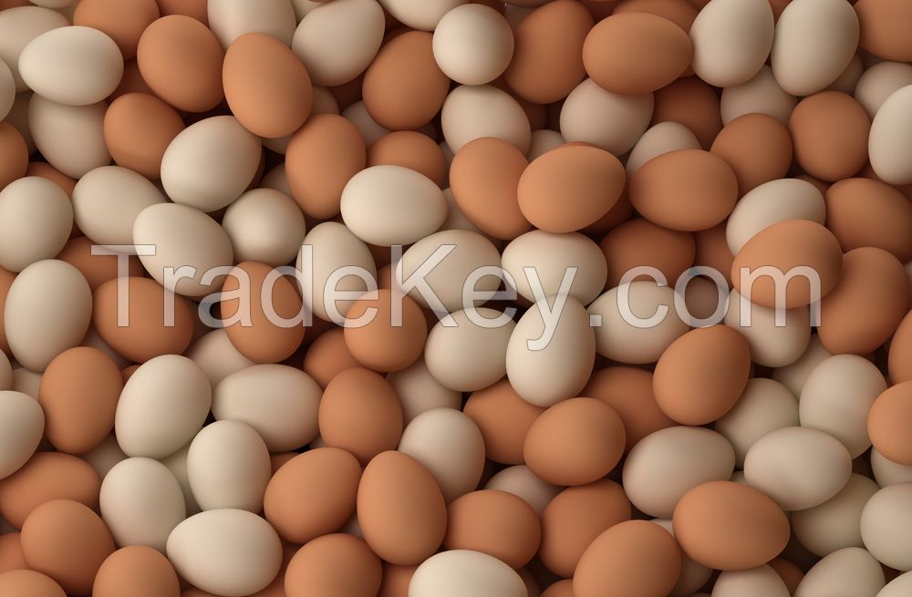 Fresh Chicken Table Eggs Brown and White Shell Chicken 