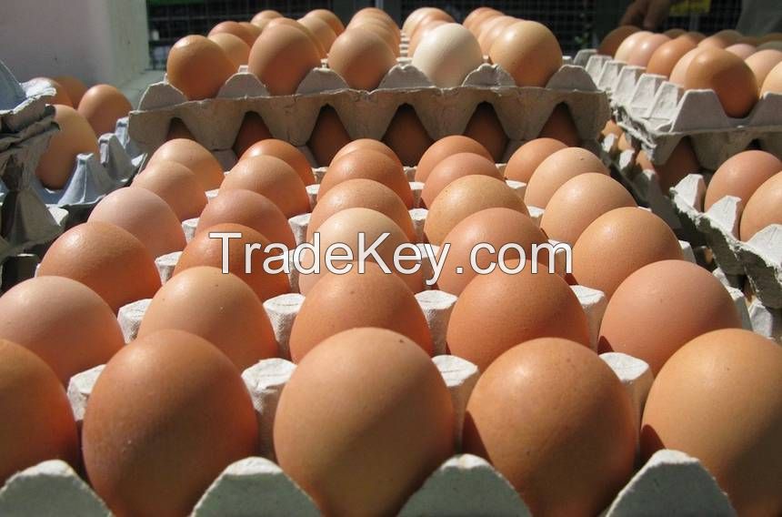 TOP Quality Fresh Table Chicken Eggs 